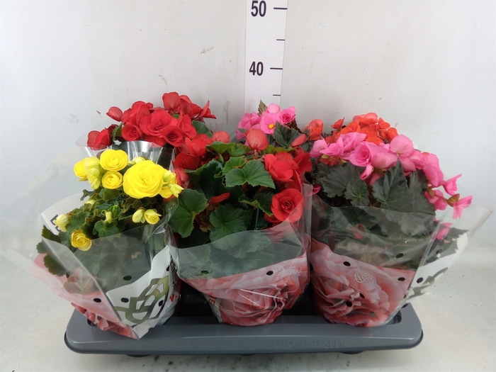 <h4>Begonia elat. DU   ...mix</h4>