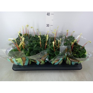 Peperomia caperata 'Lilian'