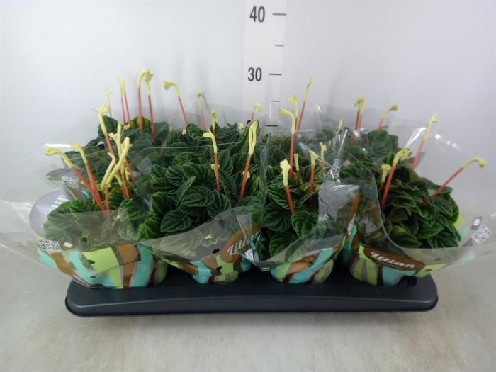 <h4>Peperomia caperata 'Lilian'</h4>