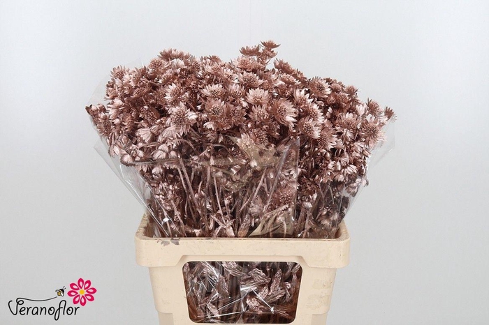 <h4>SNIJBLOEMEN KLB H%</h4>