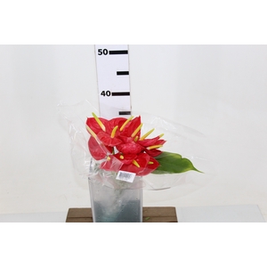 ANTHURIUM TROPICAL 6/7.5 025 CM DIAM MIN 6 CM VERMELHO