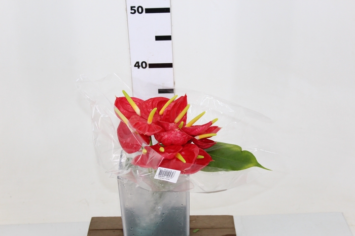 ANTHURIUM TROPICAL 6/7.5 025 CM DIAM MIN 6 CM VERMELHO