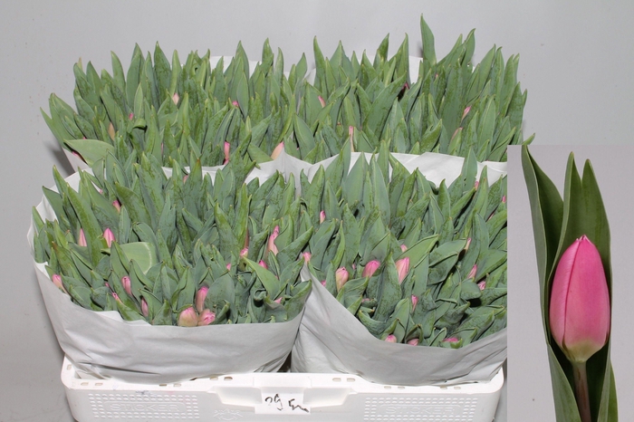 <h4>Tu En Molto Amata</h4>