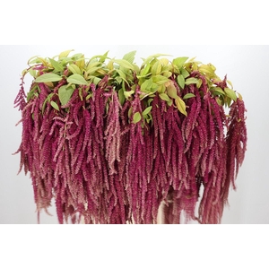 Amaranthus caudatus 'Love Lies Bleeding'