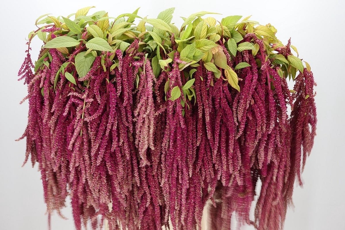 <h4>Amaranthus caudatus 'Love Lies Bleeding'</h4>