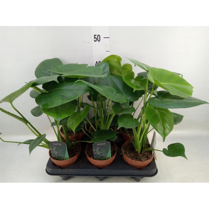<h4>Monstera delic.</h4>