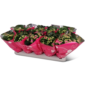 Kalanchoe gevuld Perfecta Purple