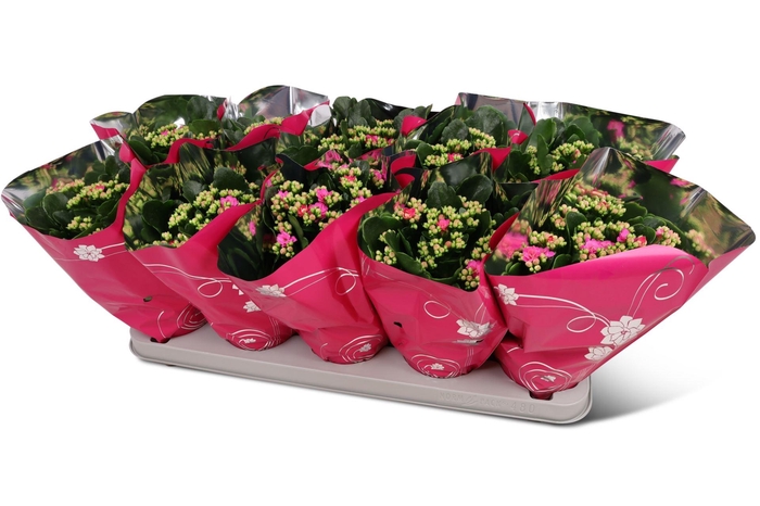 <h4>Kalanchoe gevuld Perfecta Purple</h4>