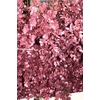 Populus Alba Red