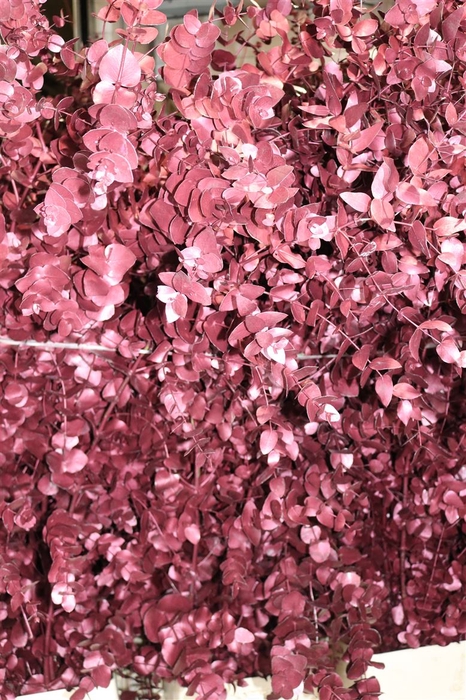 Populus Alba Red