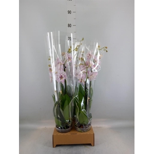 Phalaenopsis   ...