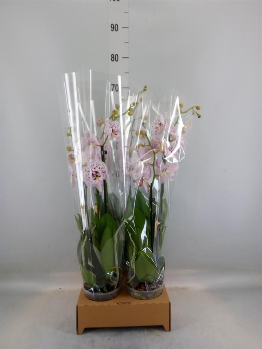 <h4>Phalaenopsis   ...</h4>
