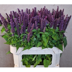 AGASTACHE AGASTACHE OV