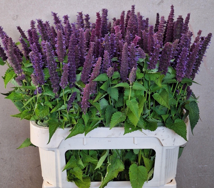 <h4>AGASTACHE AGASTACHE OV</h4>
