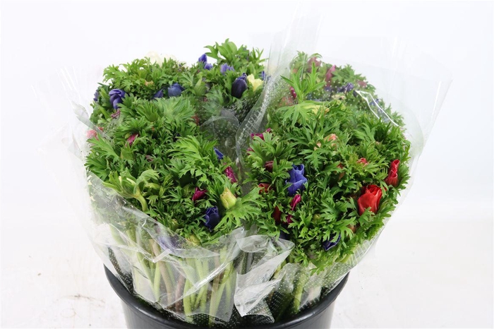 <h4>Anem Co Jerusal Mixed</h4>