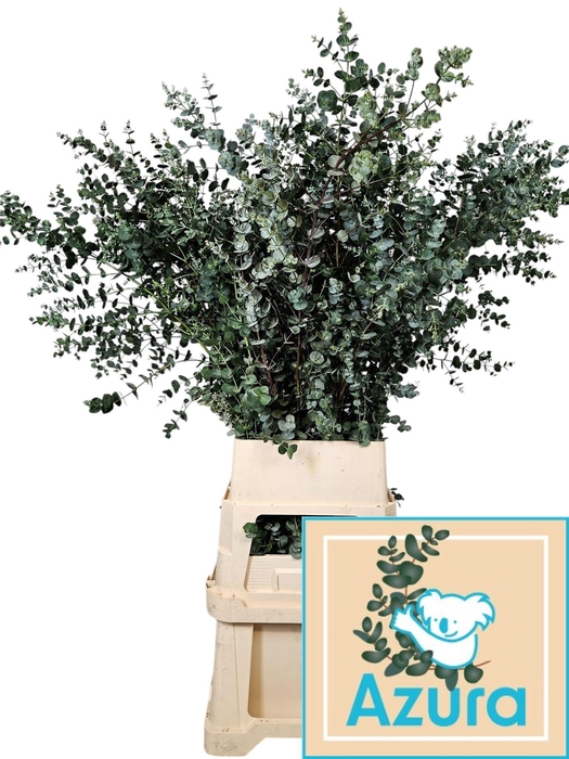 <h4>EUCA GU AZURA</h4>