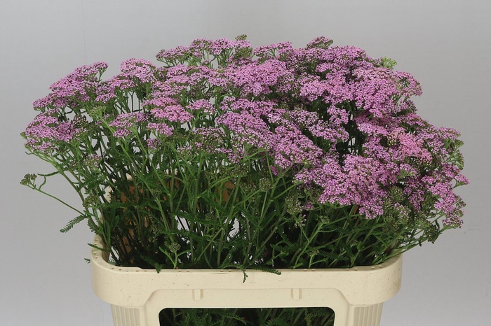 <h4>Achillea Cindy</h4>