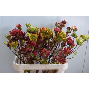 Rhodo ( Azalea ) Mix 80cm P Stem