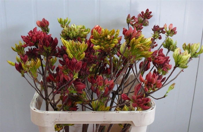<h4>Rhodo ( Azalea ) Mix 80cm P Stem</h4>