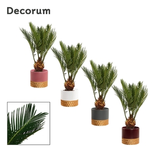 Cycas Revoluta 9 cm Decorum, 4+ veren in Frederique (Rich love)