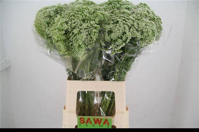 <h4>AMMI VISNAGA</h4>