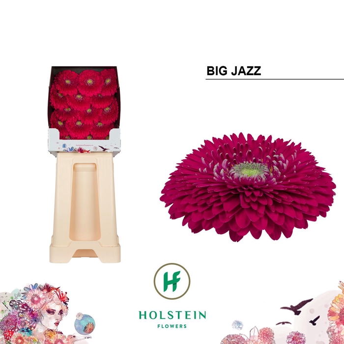 <h4>Ge Gb Gerpo Big Jazz</h4>