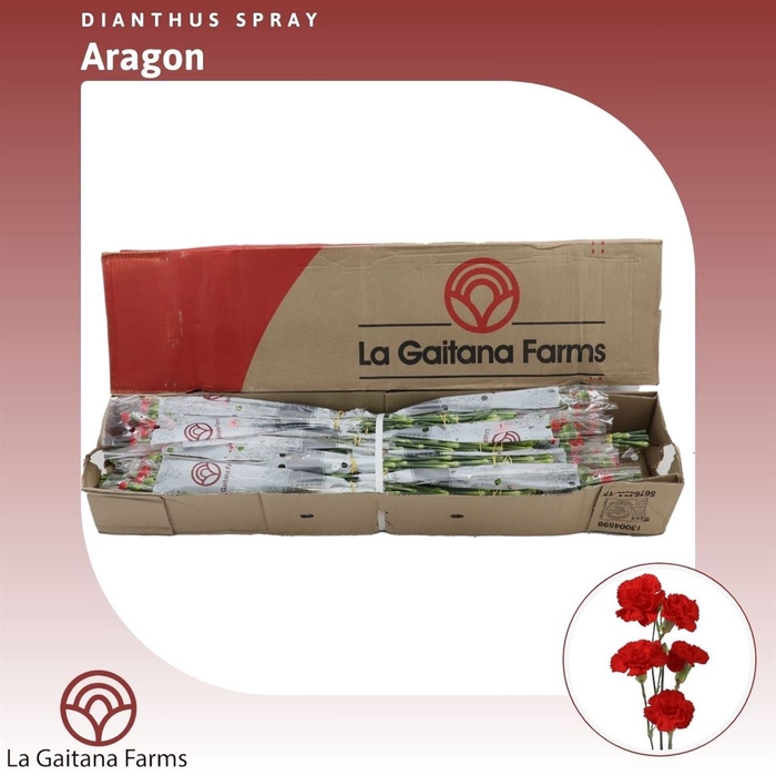 <h4>Dianthus tr Aragon</h4>