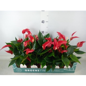 Anthurium  'Banderola Roja'