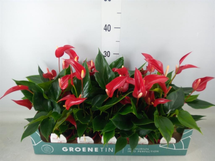<h4>Anthurium  'Banderola Roja'</h4>