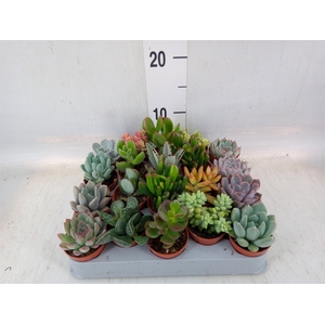 Succulents   ...