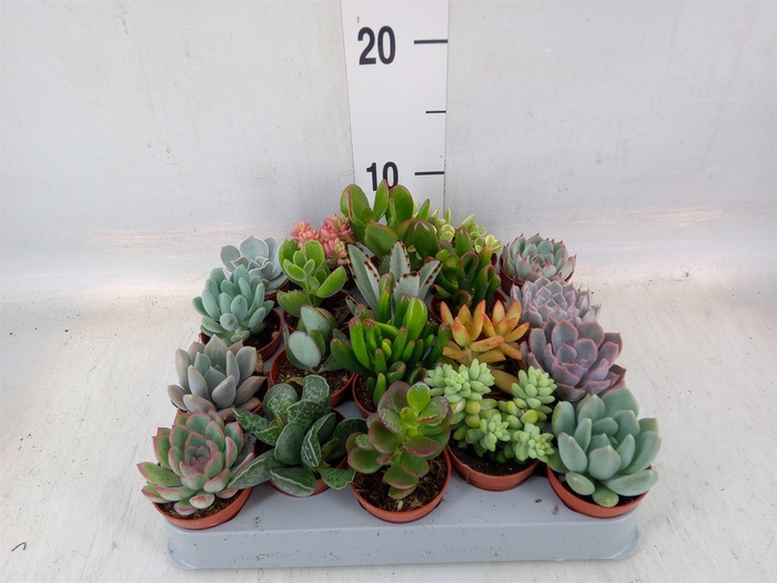 <h4>Succulents   ...</h4>