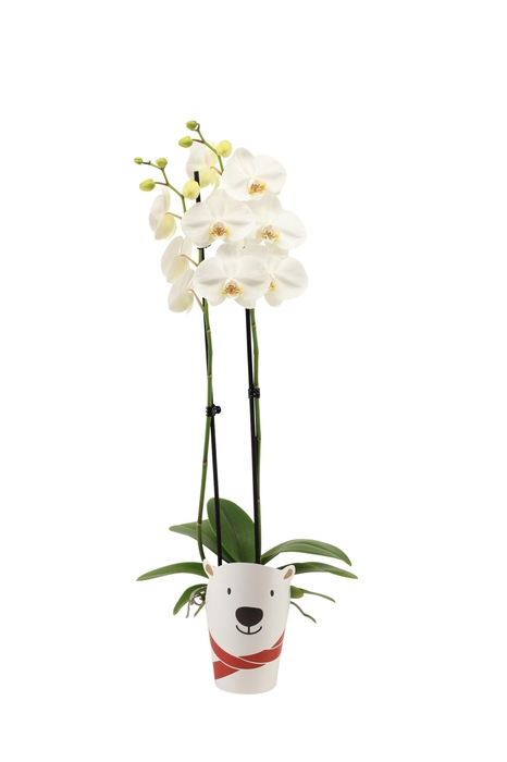 <h4>Potcover Polar Bear Phal Wit 2T14+</h4>