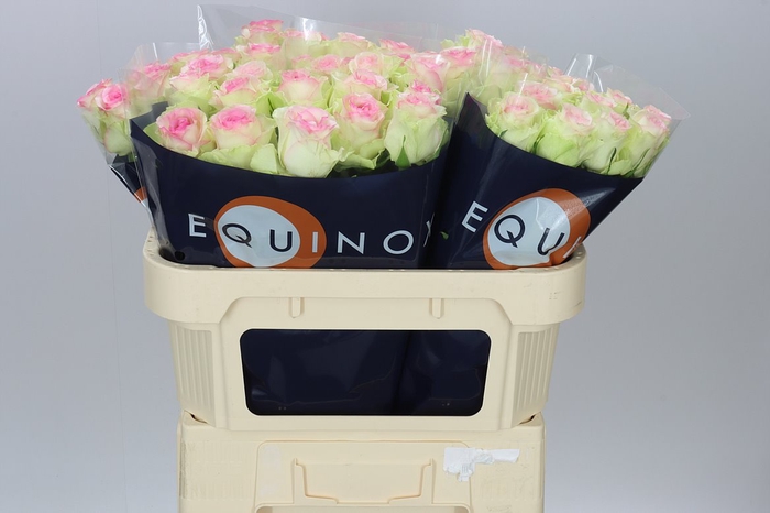<h4>Rosa Gr Pink Journey</h4>