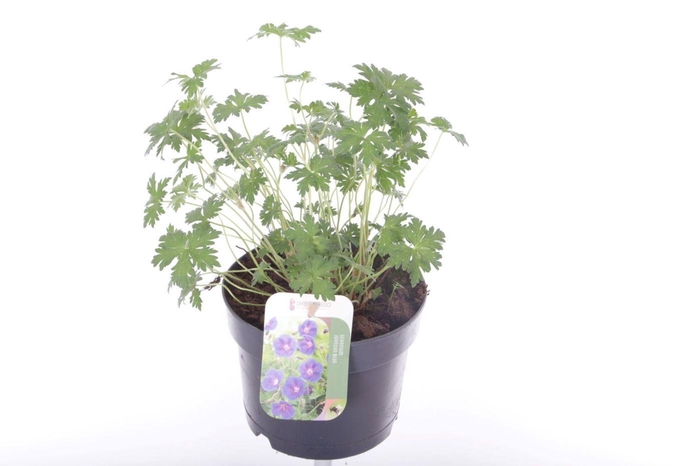 <h4>Geranium Johnsons Blue</h4>