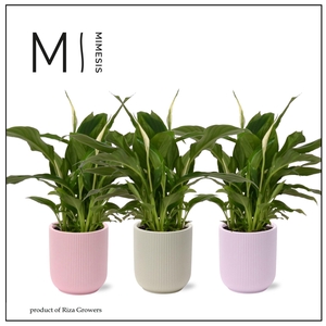 Spathiphyllum Chopin Charming - 6,5cm in Atlanta | Mimesis