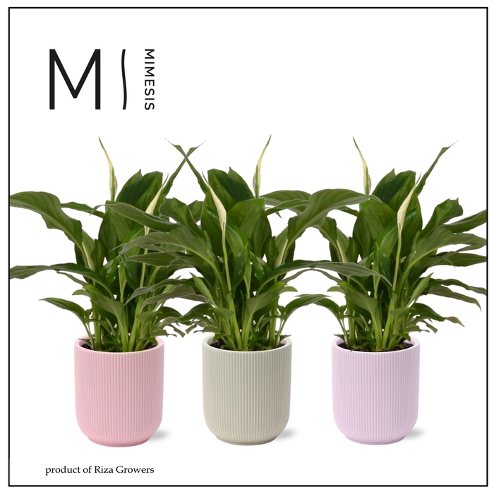<h4>Spathiphyllum Chopin Charming - 6,5cm in Atlanta | Mimesis</h4>