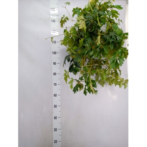 Cissus rhombifolia 'Ellen Danica'