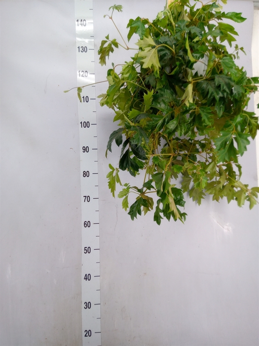 <h4>Cissus rhombifolia 'Ellen Danica'</h4>