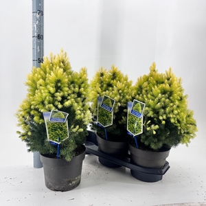 PICEA GL DAISY WHITE