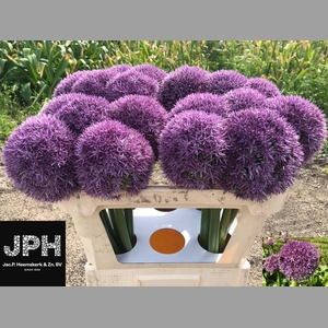 ALLIUM ROUND N PURPL