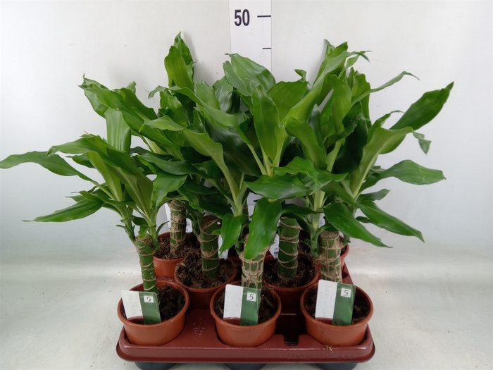 <h4>Dracaena frag. 'Steudneri'</h4>