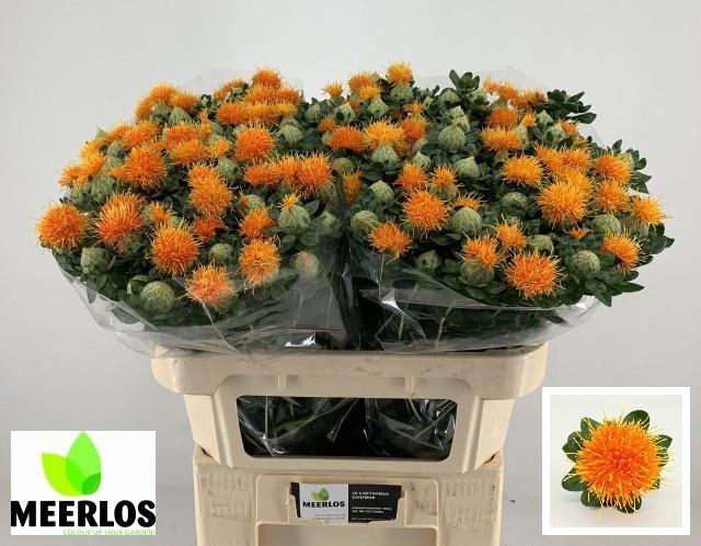 <h4>CARTH T ZANZIBAR</h4>