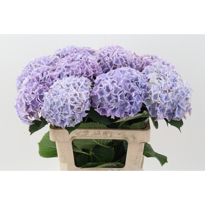 Hydr  M My Minerva GROWER DIRECT