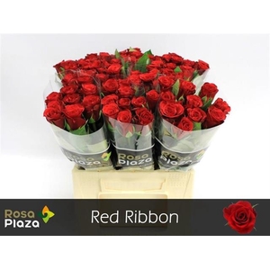 R GR RED RIBBON