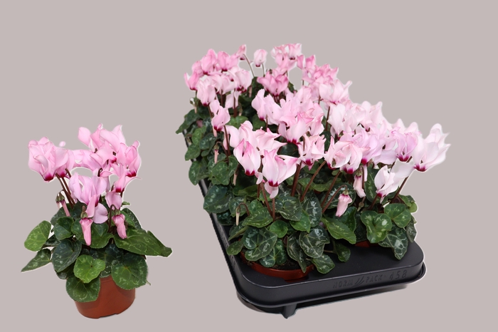 <h4>CYCL KL OVERIG</h4>