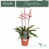 Vriesea Elan