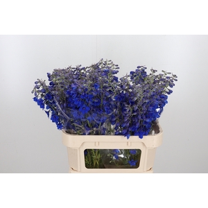 Delphinium Be Volkerfrieden
