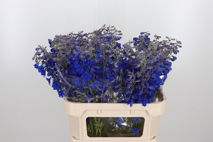 <h4>Delphinium Be Volkerfrieden</h4>