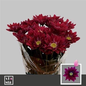 Chr T Serenit Purple