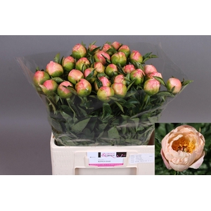 Paeonia Kings Day | XXL